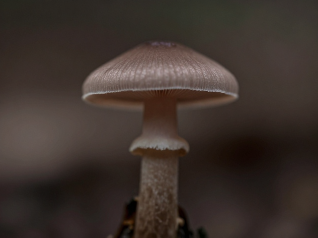 微距摄影的核心:理解近摄接圈的光学逻辑