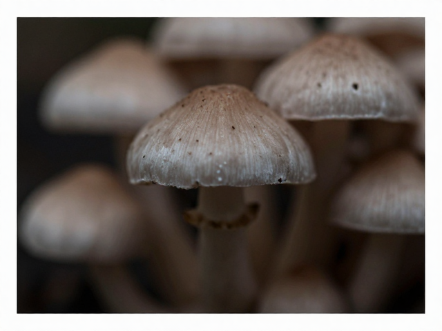 菌类特写的微观叙事与构图取舍