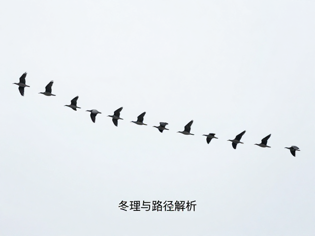 冬季生存策略:能量收支的动态平衡