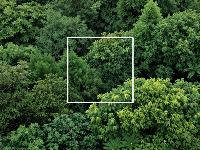 植被层次:构建画面的纵深逻辑