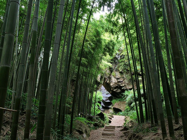 深入无险径,探寻低海拔竹林生态