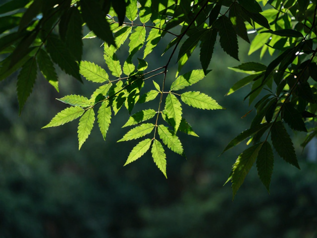 层次融合:光与遮挡的协同效应