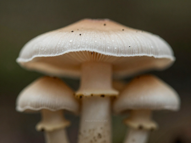 微距摄影教程,三脚架下菌类特写的显微细节与布光技巧