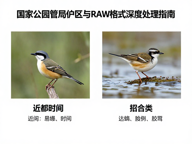 近郊观鸟的最佳时间与装备选择