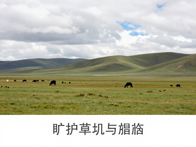 高海拔环境适应与药物准备