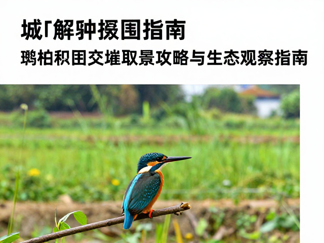 影像捕捉技巧与自然记录规范