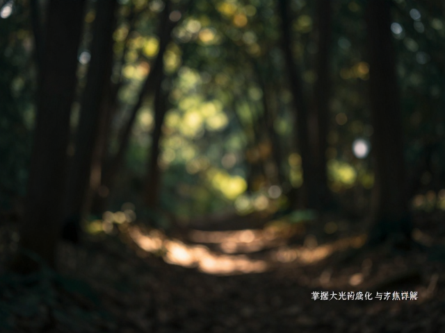 林间光影的测光策略与曝光平衡
