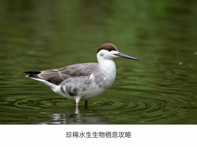 珍稀水生生物栖息地的生态价值与保护现状