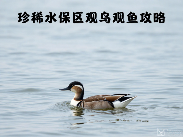 观鸟活动的最佳时机与核心观察技巧