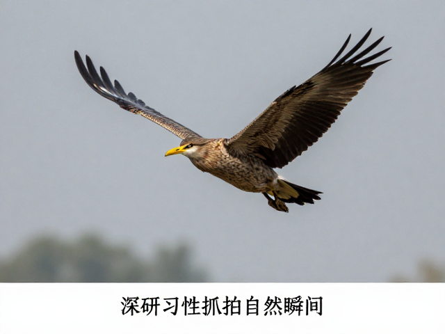 现场执行：深研习性抓拍自然瞬间