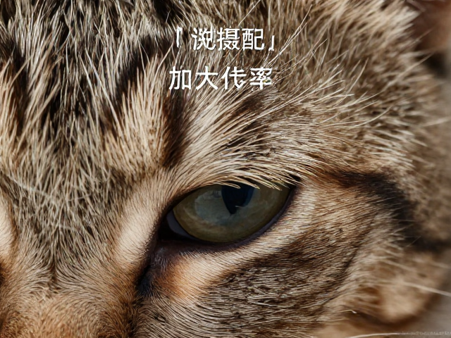 光学基础与放大倍率的核心定义