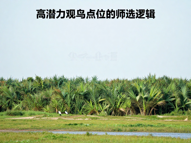 精准定位:高潜力观鸟点位的筛选逻辑