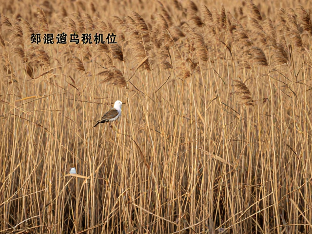芦苇荡中的隐蔽与等待