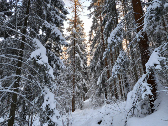 冰雪覆盖的垂直生态体系