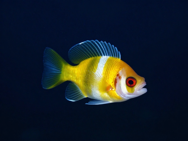 点对焦技术应对动态海洋生物的捕捉策略