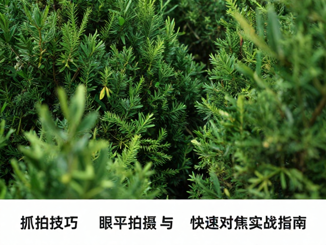 对焦策略与追踪逻辑