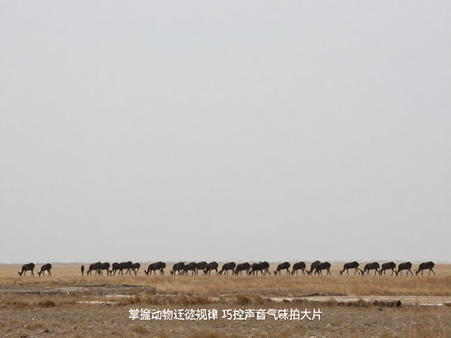 镜头前的静默者：生态摄影的核心逻辑