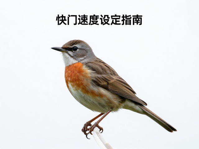 抓拍技巧与连拍模式的运用