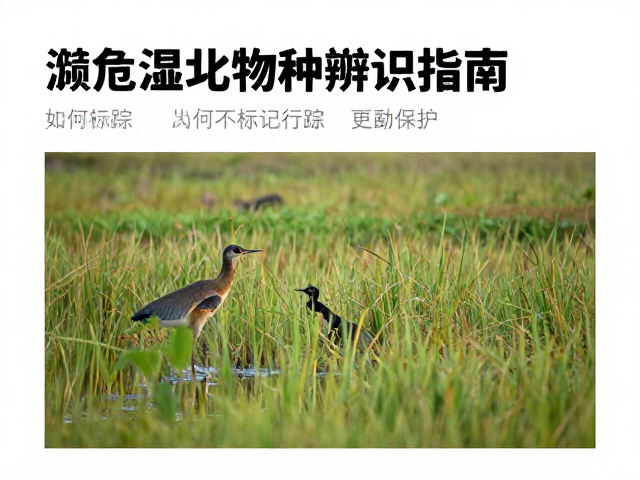 隐蔽行踪:降低人为干扰的核心策略