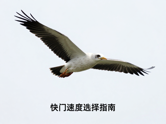 捕捉瞬间的动态平衡:快门速度的物理基础