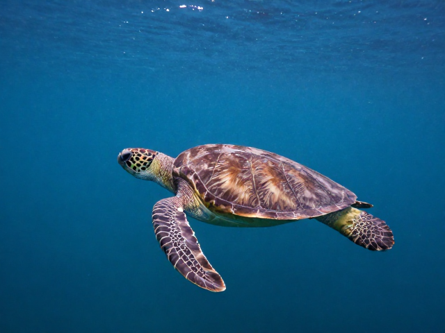 深海生物纪实:海龟海鸟下的自然光还原实录