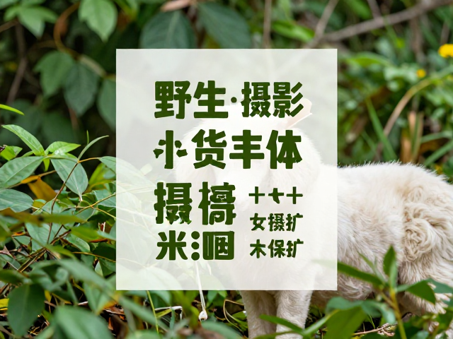 色彩搭配与视觉平衡