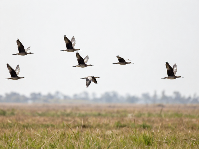 飞羽形态与飞行适应性的生物学联系