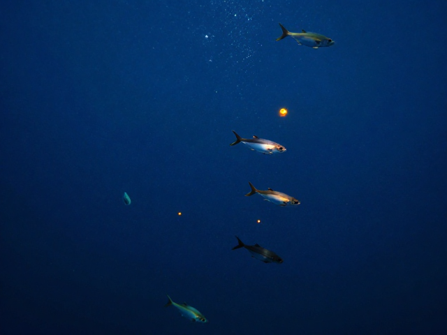 生态链的光学依赖:从浮游生物到顶级掠食者