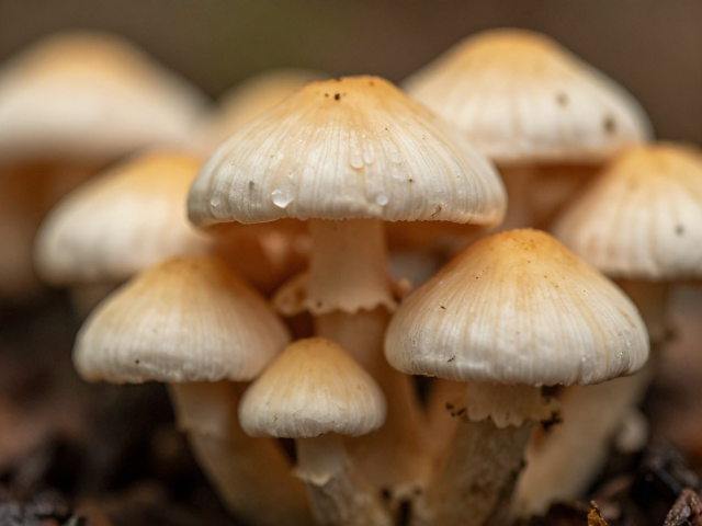 微观世界的隐秘角落：微距镜头下的真菌形态