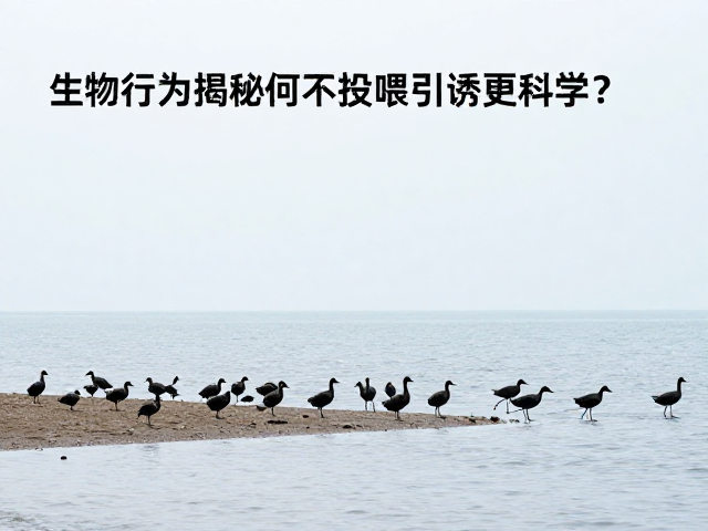 人类互动的隐形干扰链