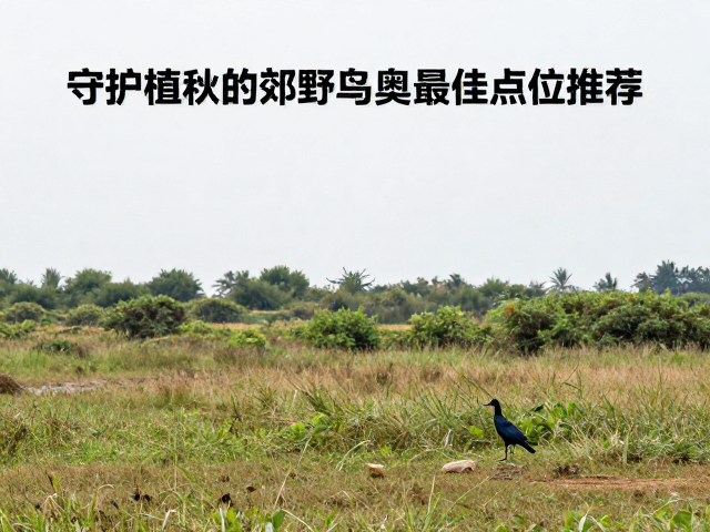 植被保护与可持续观测伦理