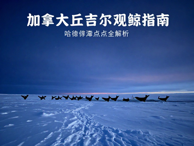 哈德逊湾西岸的鲸群迁徙路径
