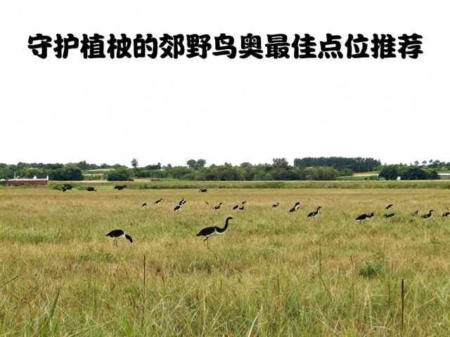 最佳观测点位的环境筛选标准