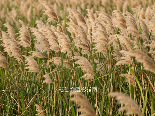 构图美学与视觉引导