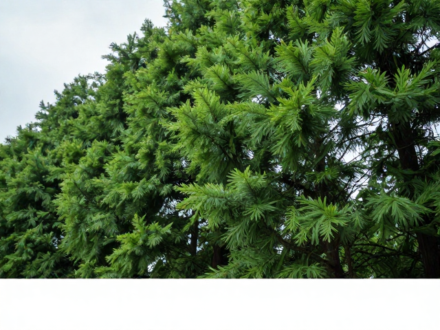 光线运用与景深控制的实战细节