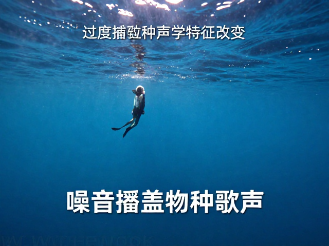 水下噪音掩盖物种“歌声”