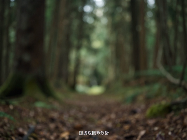 森林底层虚化效果的光学基础与景深控制