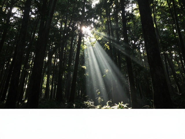 林间耶稣光遇上旷野,低ISO纯净度拍摄指南