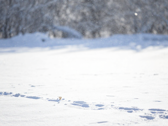 快门速度与光圈在逆光雪景中的协同控制