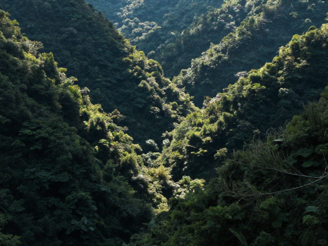 山谷林间实拍,堆栈降噪,景深控制,打造极致纯净风光大片