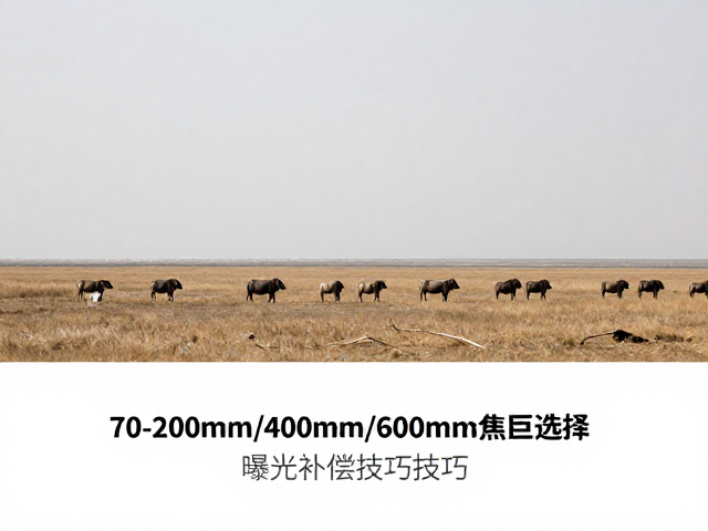 远景动物拍摄,70-200mm/400mm/600mm焦距选择与曝光补偿技巧