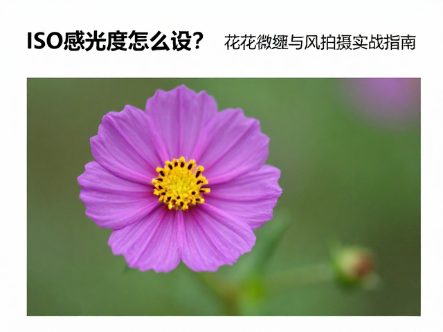 花草微距拍摄的ISO实战:细节与光线的平衡