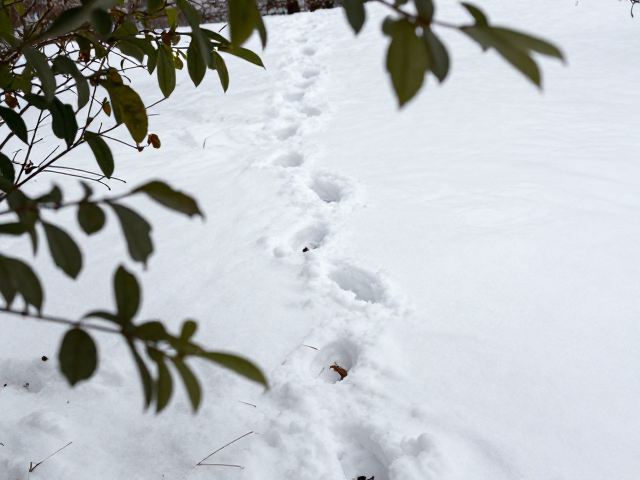 雪地足迹延伸:引导视线与强化叙事线索