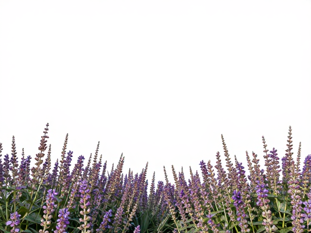 花草前景的层次构建与空间引导