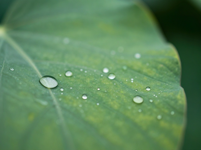 水滴露珠下的自然纹理,虚化效果深度解析与视觉美学探索