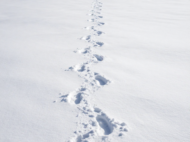 雪地足迹延伸成纵深构图,告别背景杂乱,拍出高级感大片