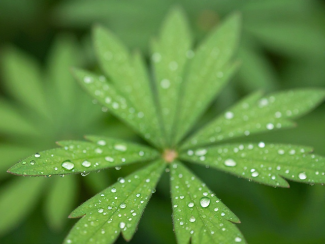 花草前景构图主体不突出？巧用露珠水滴聚焦视觉中心