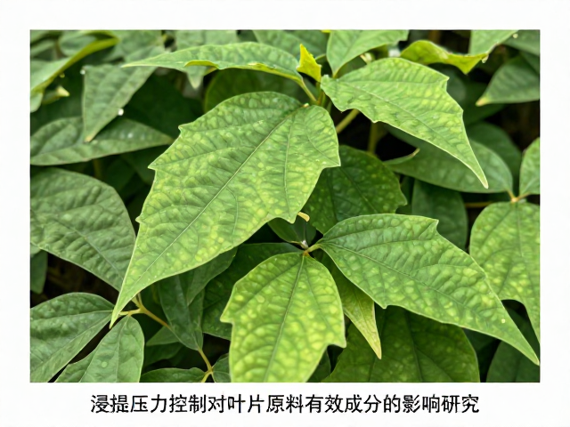 浸提压力对细胞壁破裂及传质速率的影响机制