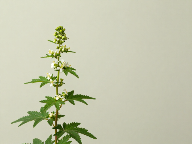 广藿香配清淡花果香,避开高温过量误区,解锁高级留香法
