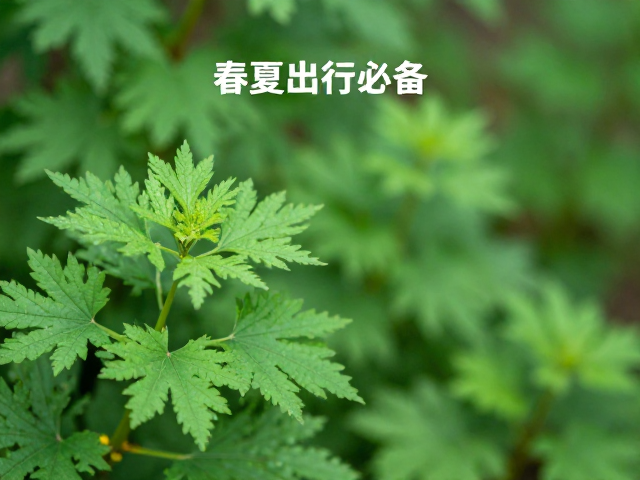 天然植萃与感官体验的科学联系